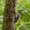 Седой дятел (Picus canus). Птицы Сибири. :: Вадим Басов
