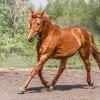 Конь :: SanSan