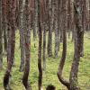 Танцующий лес на Куршской косе. :: Сергей Адигамов