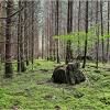 В июльском лесу. :: Валерия Комова