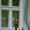 В Светлогорске. :: Константин Белоногов