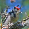прячется малыш :: Andrey Bragin 