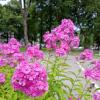 Флоксы :: Veera V