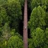 Маршрут «Вирджиния Крипер Трейл» (Virginia Creeper Trail), Дамаск, штат Вирджиния, США :: Валерий Кокорев