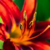 Lilium :: Александр Бродский