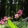 Нежный цветок-недотрога, скромными цветочками цветёт. :: Люба 