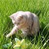 Котик на природе :: MOON TI