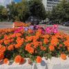 Бархатцы :: Лютый Дровосек