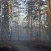 Утро у озера............ :: Юрий Цыплятников