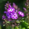 Природа :: Yuriy V