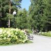 Цветут гортензиив Центральном парке :: Татьяна Лютаева