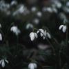 Подснежников мартовских цвет. :: Анатолий Щербак