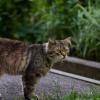 котик :: Александр Леонов