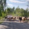 Солдатское ущелье. Талгар. :: Murat Bukaev