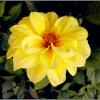 Георгин(а) :: Лия ☼