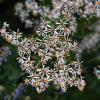 Eurybia divaricata :: Татьяна Тюменка