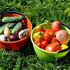 Лето соками полно! :: Татьяна Лютаева