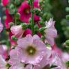 Природа :: Виктор Иванович Чернюк