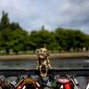 Городской домовой :: Александр Редин