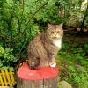 Котосессия :: Мария Васильева