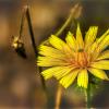 Природа :: AZ east3