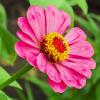 Природа :: Виталий Емельянов