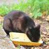КоТоГраФия :: Константин Сафронов