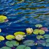 Цветущая вода :: Натали Леон