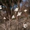 Магнолия звёздчатая (Magnolia stellata). :: Анатолий Щербак