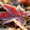 Кленовый лист. :: Argaman Табашник