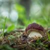 Белый гриб сосновый (лат. Boletus pinophilus)... :: Федор Кованский 
