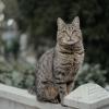 Мартовский привет из Ялты. :: Анатолий Щербак