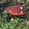 Pine white mushroom | 4 :: Sergey Sonvar