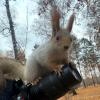 помощница :: Savayr 