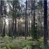 Сентябрь в лесу. :: Валерия Комова