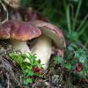 Белый гриб еловый (лат. Boletus edulis) или болет еловый, или белый гриб обыкновенный... :: Федор Кованский