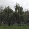 Ивушки :: Дмитрий Никитин