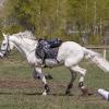 Конкур :: SanSan San