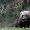 Росомаха.зоопарк 8 сентября :: Михаил Бибичков