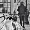 Коты, люди и янтарь :: Андрюс К