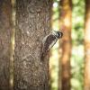 Three‑toed woodpecker | 12 :: Sergey Sonvar