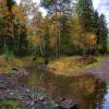 Осенний лес :: Vladimbormotov 