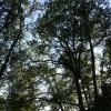 В прохладе Александрийского парка :: Ольга Sh