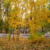 В золотую осень :: Елена Семигина