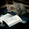 Котик с книгой :: MOON TI