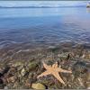 Камчатка.  Авачинская бухта.  Морские звёзды :: Ольга Довженко