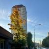 Городское украшение. :: Любовь Броневицкая