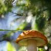 Подосиновик красный (лат. Leccinum aurantiacum) ... :: Федор Кованский