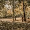 Я в осень приоткрою дверь ... :: Ravile 