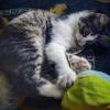 Игрунчик :: Мариша Тим